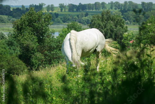 A white horse on the field