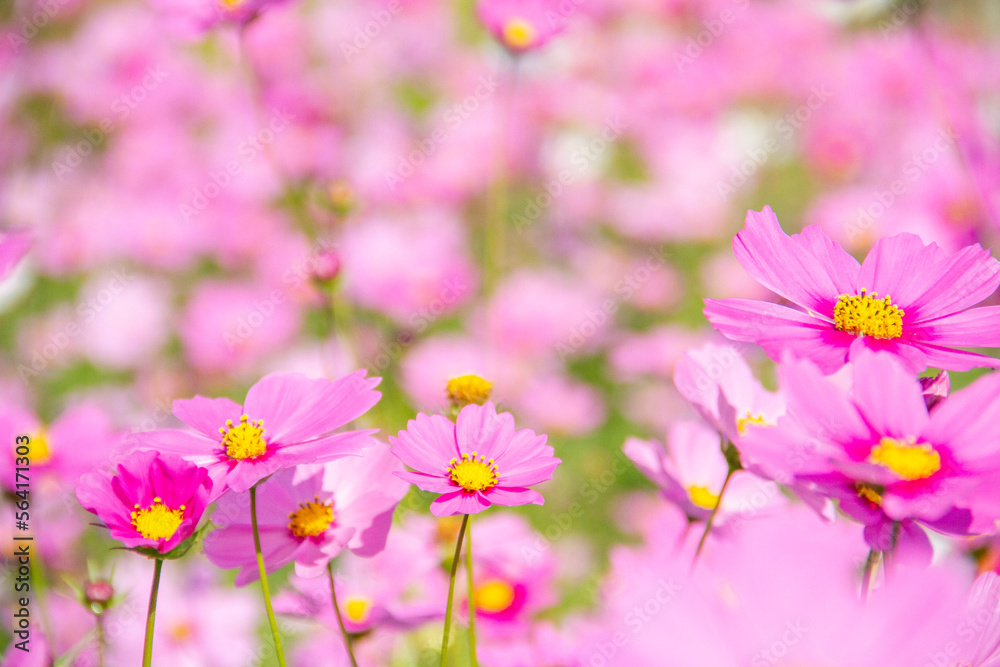 Pink cosmos flowers on cosmos field blurred background Pink cosmos flowers on cosmos field blurred background