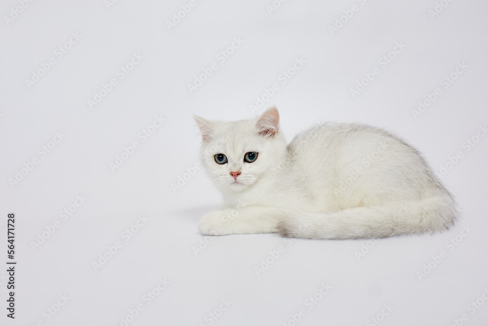 A beautiful white kitten British Silver chinchilla on a white background