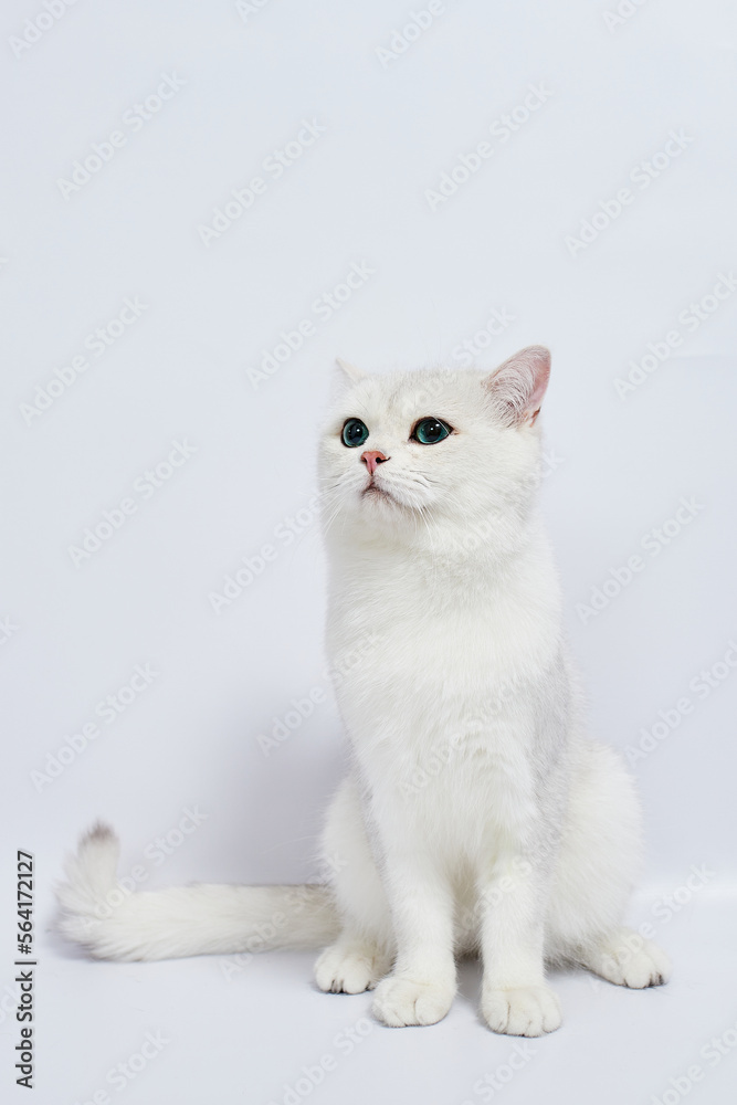 A beautiful white kitten British Silver chinchilla on a white background A beautiful white kitten British Silver chinchilla on a white background
