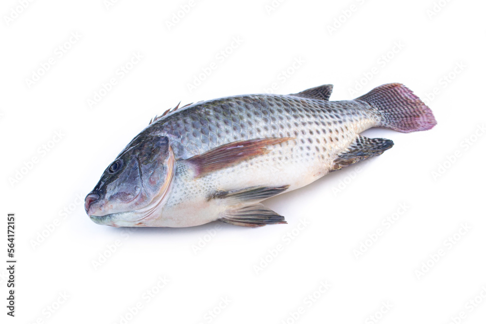 Oreochromis niloticus isolated on white background.Freshwater fish are commonly used for grilling, frying, and Tom Yum dishes. Oreochromis niloticus isolated on white background.Freshwater fish are commonly used for grilling, frying, and Tom Yum dishes.