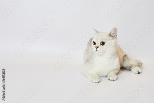 A beautiful white cat British Silver chinchilla on a white background