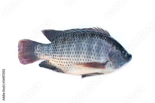 Oreochromis niloticus isolated on white background.Freshwater fish are commonly used for grilling, frying, and Tom Yum dishes.