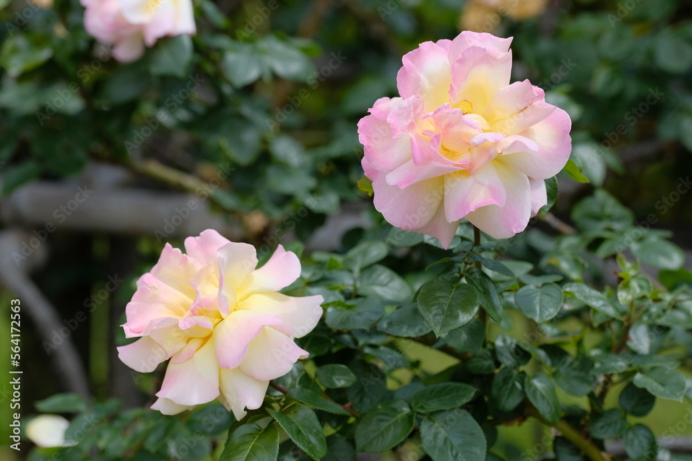 Fototapeta premium Peace rose in full blooming