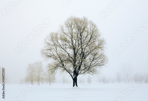 Bare deciduous trees in the morning fog at sunrise in the winter time fantasy lanscape sepia colour 