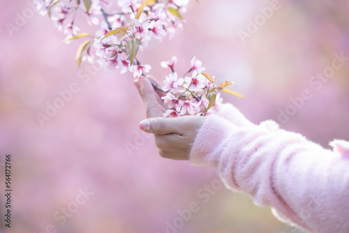 Beautiful hands of girl with pink flowers in their hands on blur background. Women's hands touching and enjoying beauty pink sakura flower. Beauty sweet pink sakura flower in the female hands.