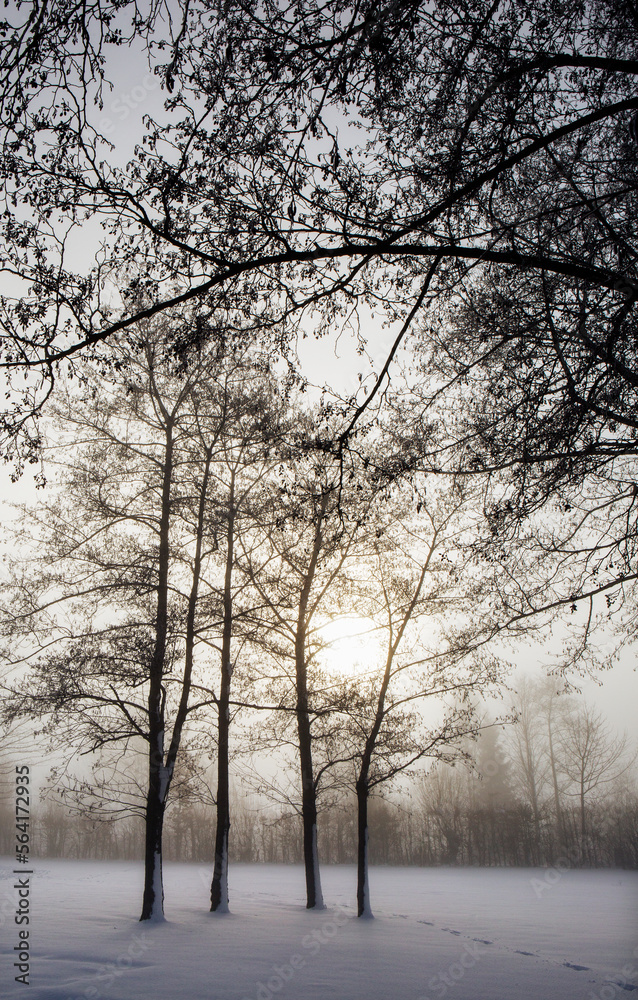 Group of trees in the morning fog at sunrise in the winter time,fantasy lanscape,
