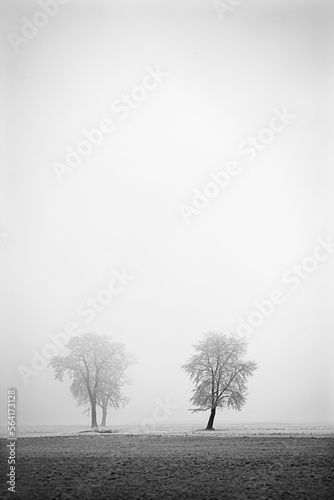 Group of trees in the morning fog at sunrise in the winter time,fantasy lanscape,black and white picture, 