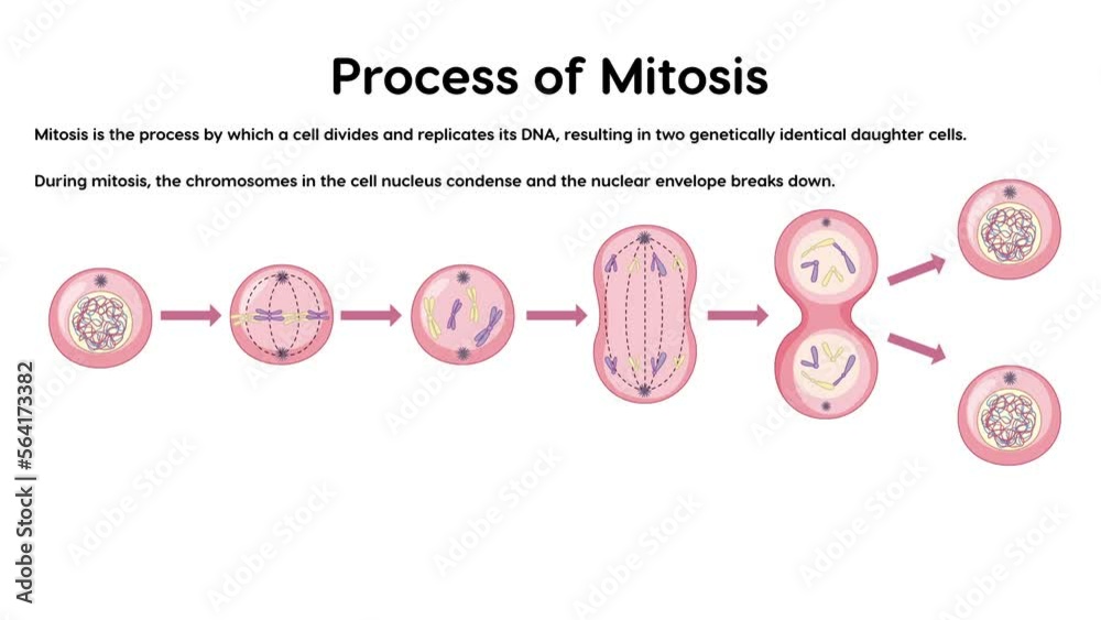 2D Animation Of Process Of Mitosis Phases With Explanations Stock Video 