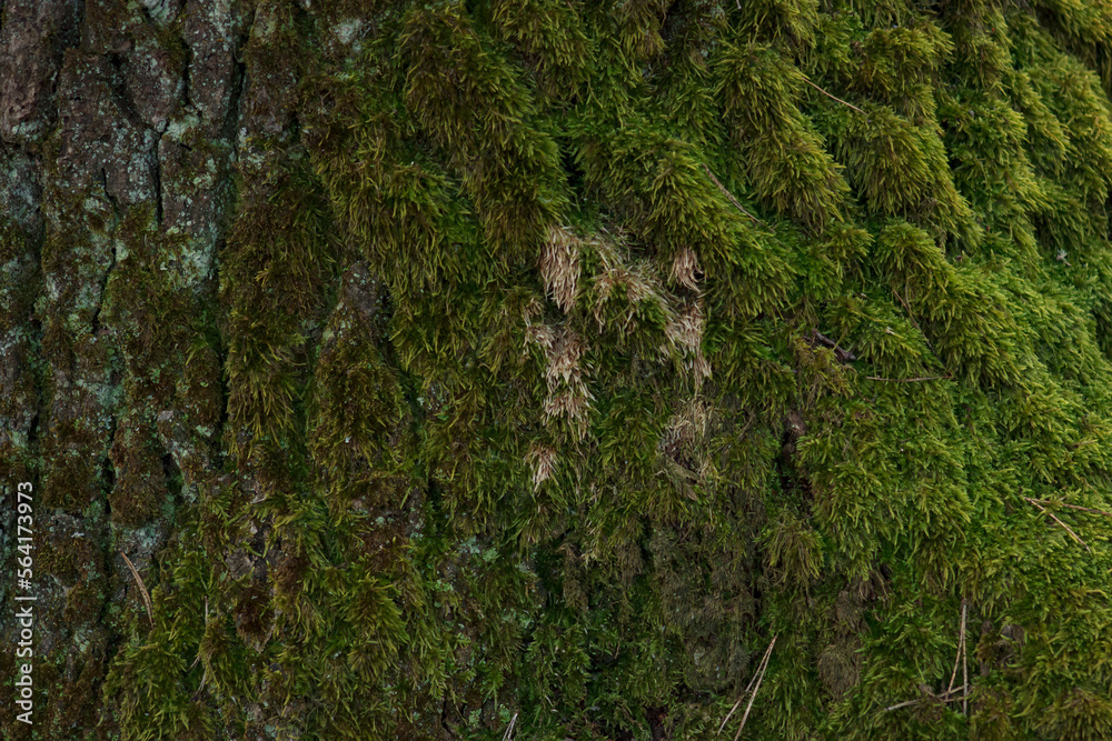 Moss on the bark of a tree