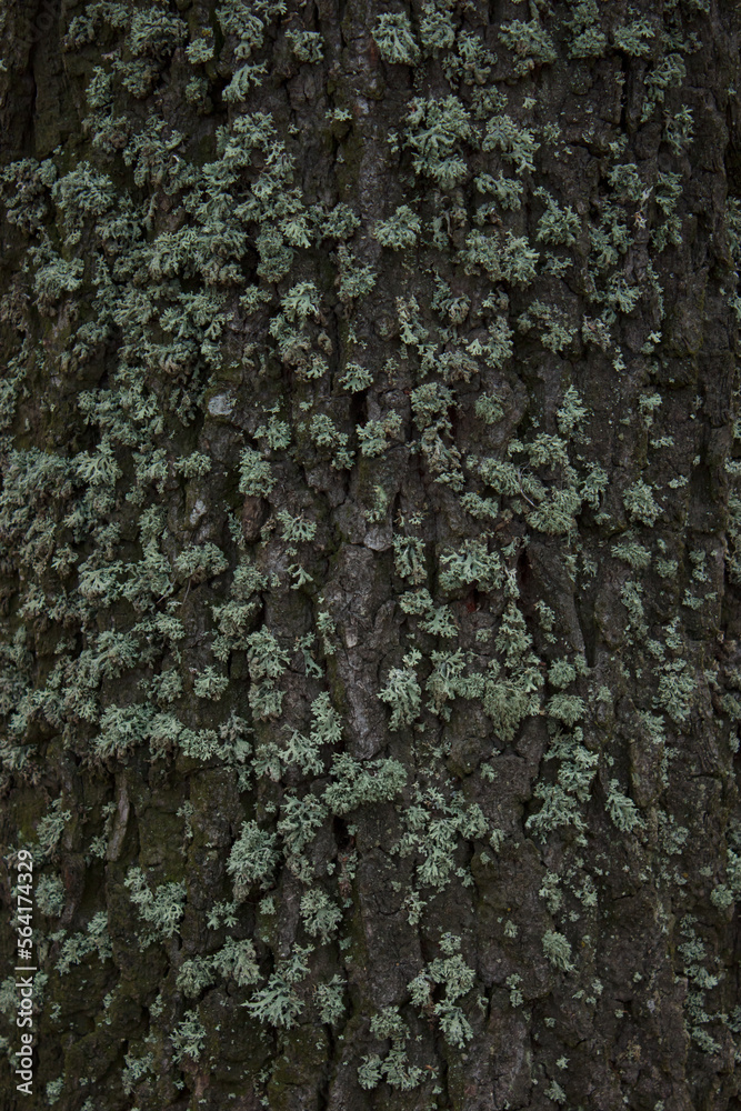 Moss on the bark of a tree Moss on the bark of a tree