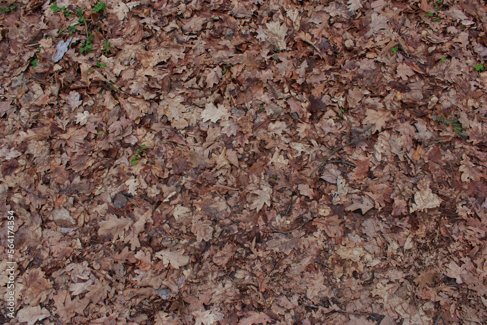 Background of brown fallen leaves on the ground Background of brown fallen leaves on the ground