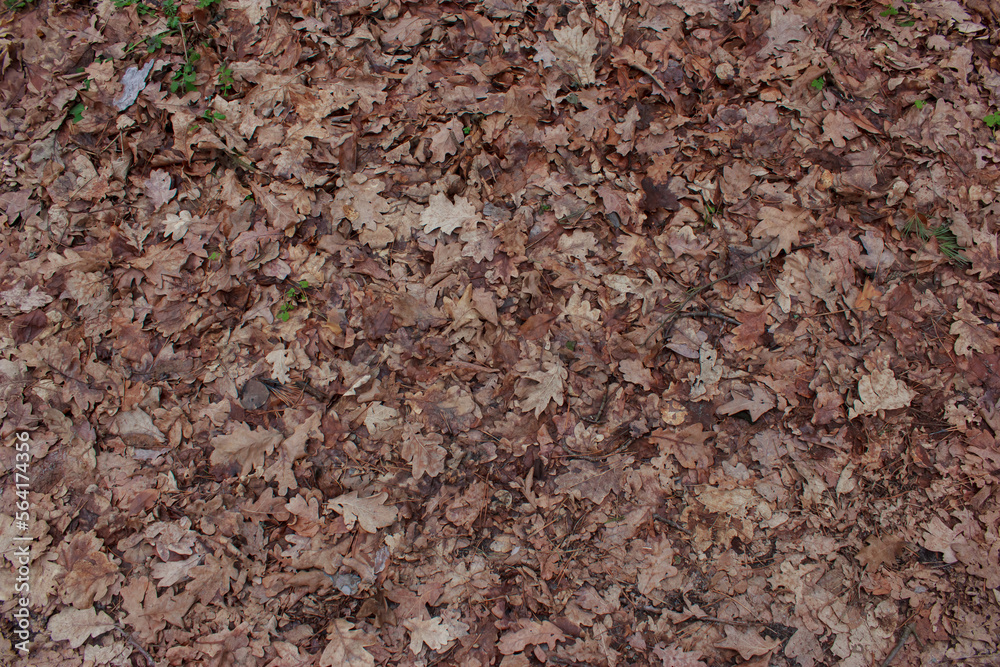 Background of brown fallen leaves on the ground Background of brown fallen leaves on the ground
