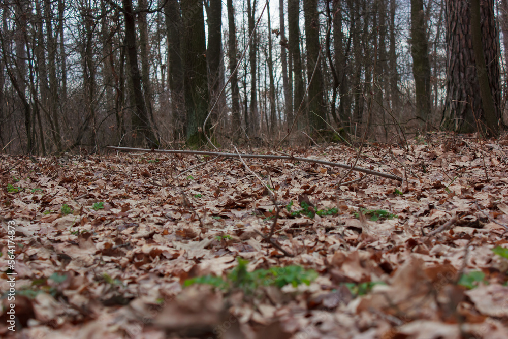 Background of brown fallen leaves on the ground Background of brown fallen leaves on the ground