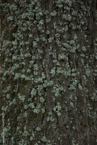 Fototapeta Naklejka Na Ścianę i Meble -  Moss on the bark of a tree