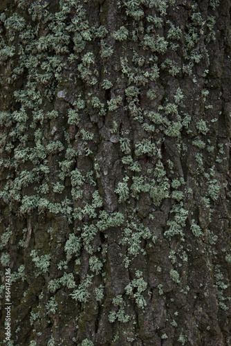 Moss on the bark of a tree