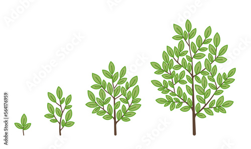 Tree growth stages. Ripening period infographic progression. Tree life cycle seedling phases. Vector illustration.