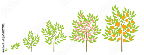 Orange tree growth stages. Fruit tree life cycle. Vector infographic illustration.