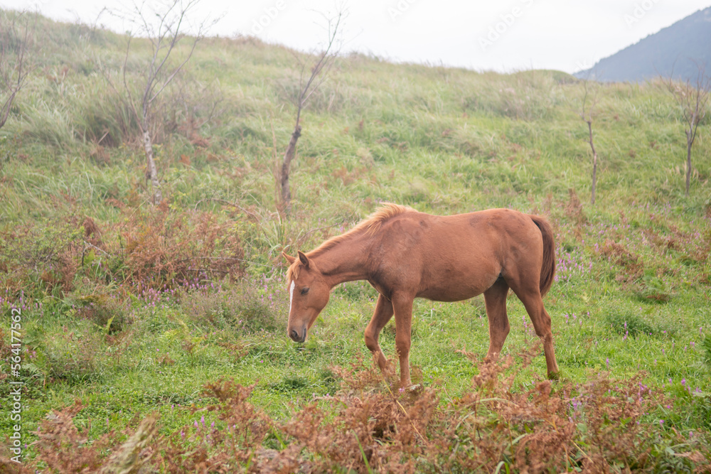 Fototapeta premium 초원에서 평화롭게 풀을 뜯어먹는 야생 말