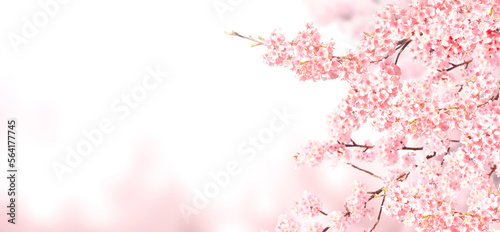 Horizontal banner with sakura flowers of pink color on sunny backdrop. Beautiful nature spring background with a branch of blooming sakura © frenta