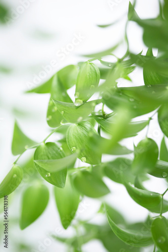신선한 식물위에 놓여진 작은 물방울, 아름다운 식물 이미지