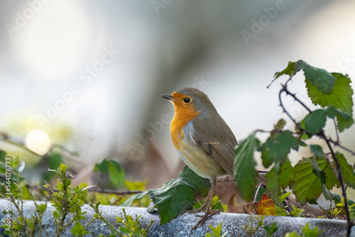 European robin (Erithacus rubecula), also known as the robin or robin redbreast perched on a city wall. Small insectivorous passerine colorful bird. Image with copy space.