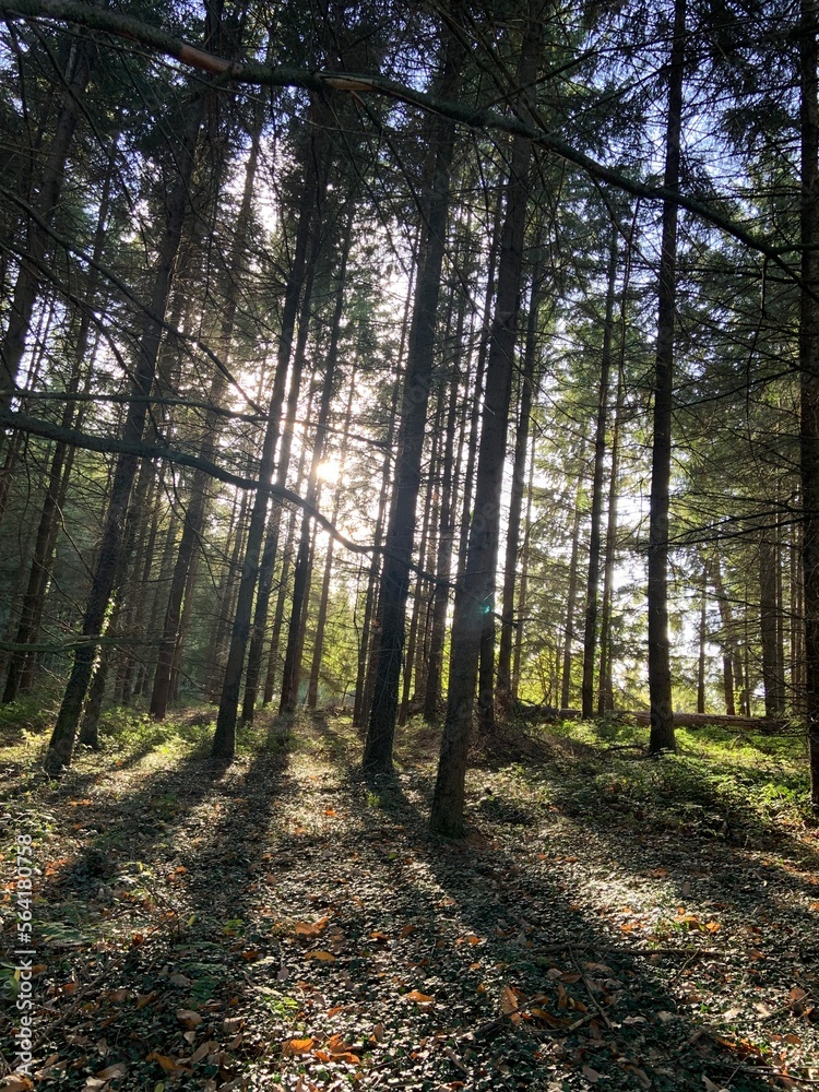 Obraz premium Balade automnale en forêt