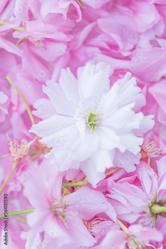 Close up for pink cherry blossom; natural background of pink cherry (sakura) blossom