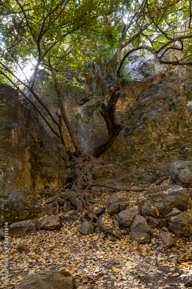 Naklejka premium Passage through the gorge to the ruins of the Monfort fortress, located on a high hill overgrown with forest, not far from Shlomi city, in the Galilee, in northern Israel
