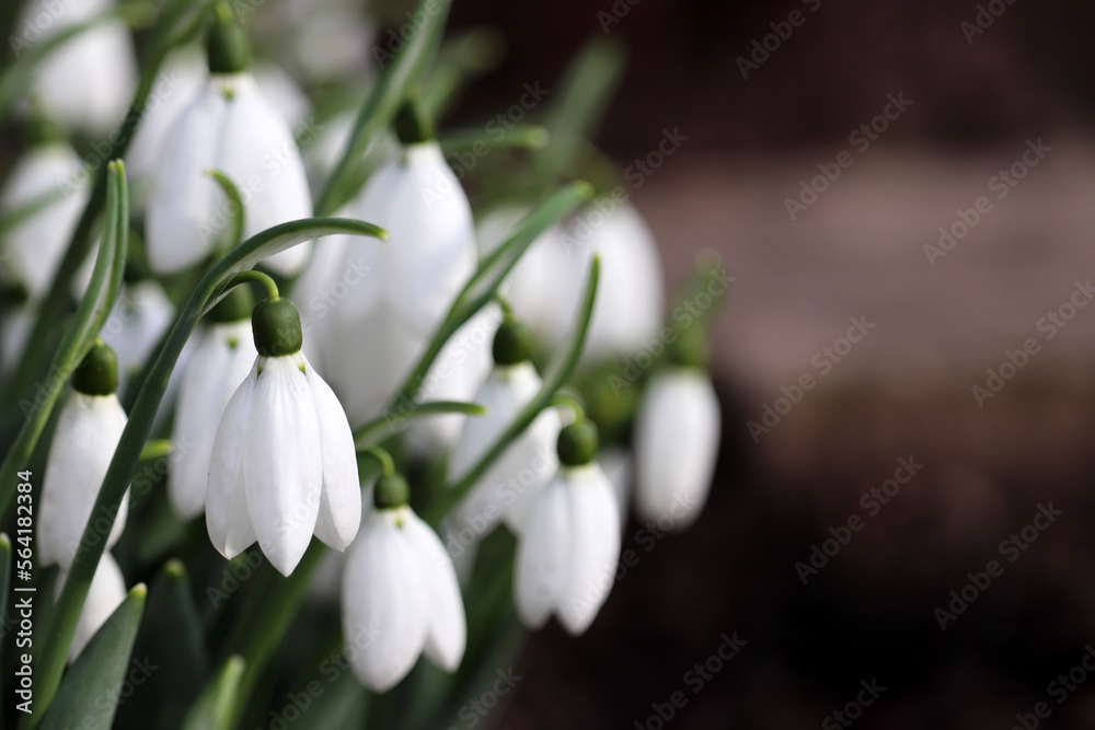 Snowdrops blooming in the forest. First spring flowers close up Snowdrops blooming in the forest. First spring flowers close up