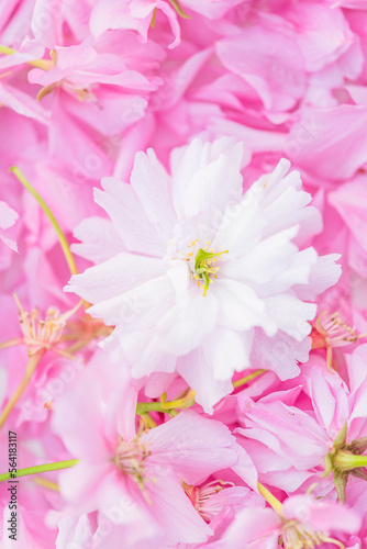 Close up for pink cherry blossom; natural background of pink cherry (sakura) blossom © stsvirkun
