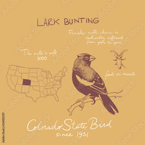 USA birds illustration. United States of America greeting card. Lark Bunting Ink drawing