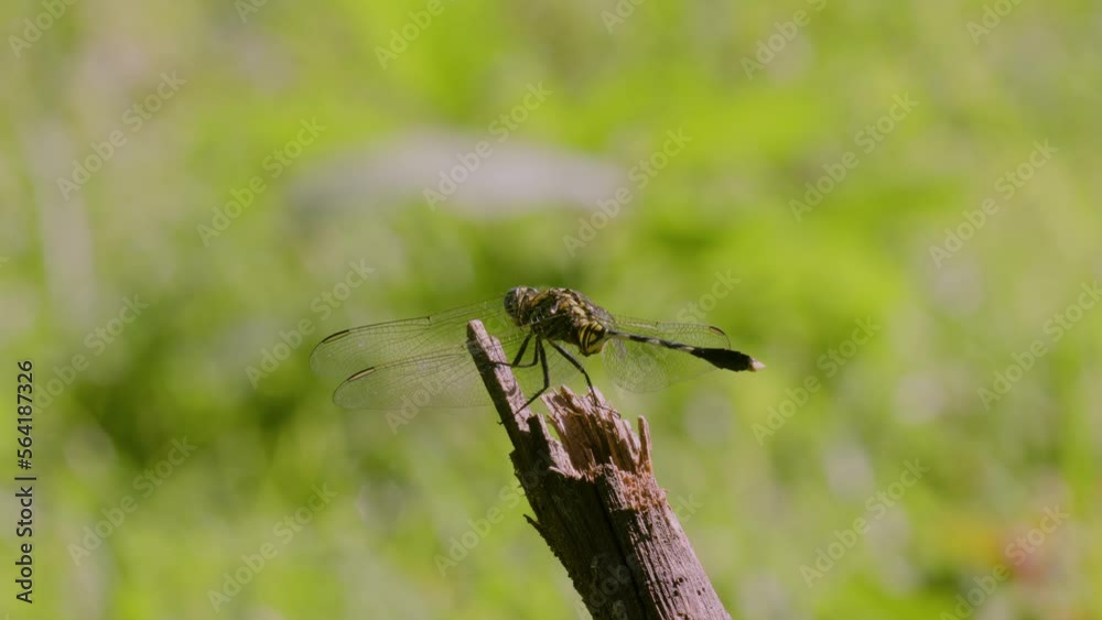 A green dragonfly or the slender skimmer or green marsh hawk (orthetrum sabina) perched on a broken branch sticking out in the grass A green dragonfly or the slender skimmer or green marsh hawk (orthetrum sabina) perched on a broken branch sticking out in the grass