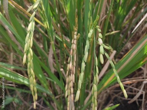 close up of yellow green rice field