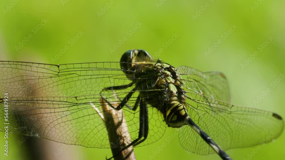 A green dragonfly or the slender skimmer or green marsh hawk (orthetrum sabina) perched on a broken branch sticking out in the grass A green dragonfly or the slender skimmer or green marsh hawk (orthetrum sabina) perched on a broken branch sticking out in the grass
