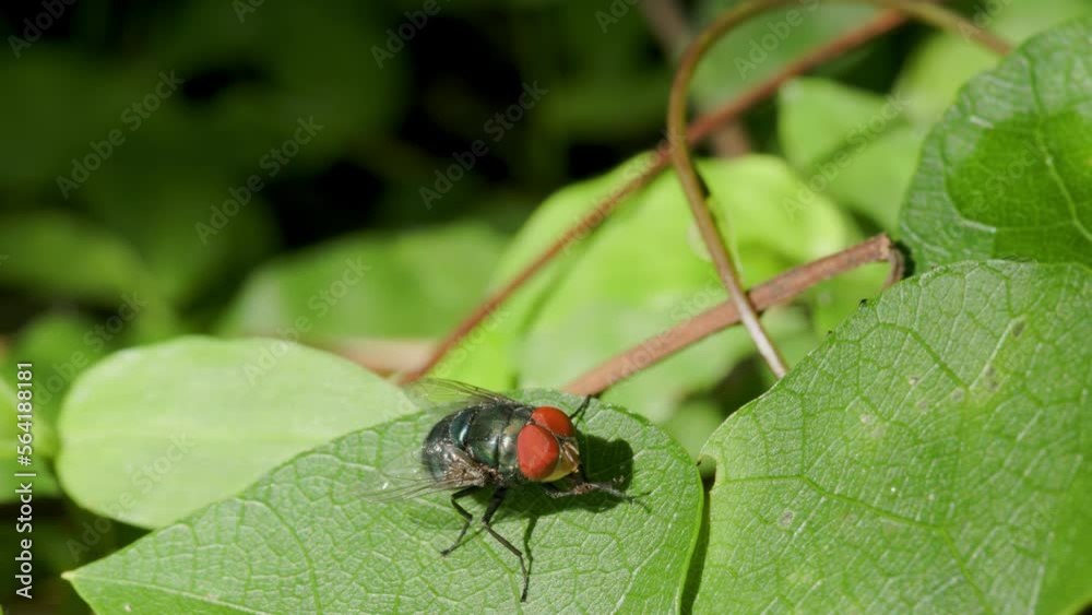 A common green bottle fly (Lucilia sericata) is perched on the surface of a green leaf while swiping its forelegs A common green bottle fly (Lucilia sericata) is perched on the surface of a green leaf while swiping its forelegs