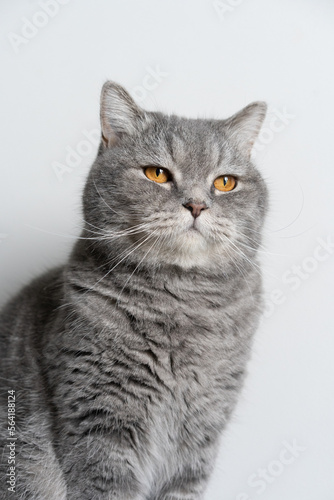Blue Tabby Cat  White Background