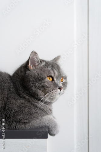 Blue Tabby Cat  White Background