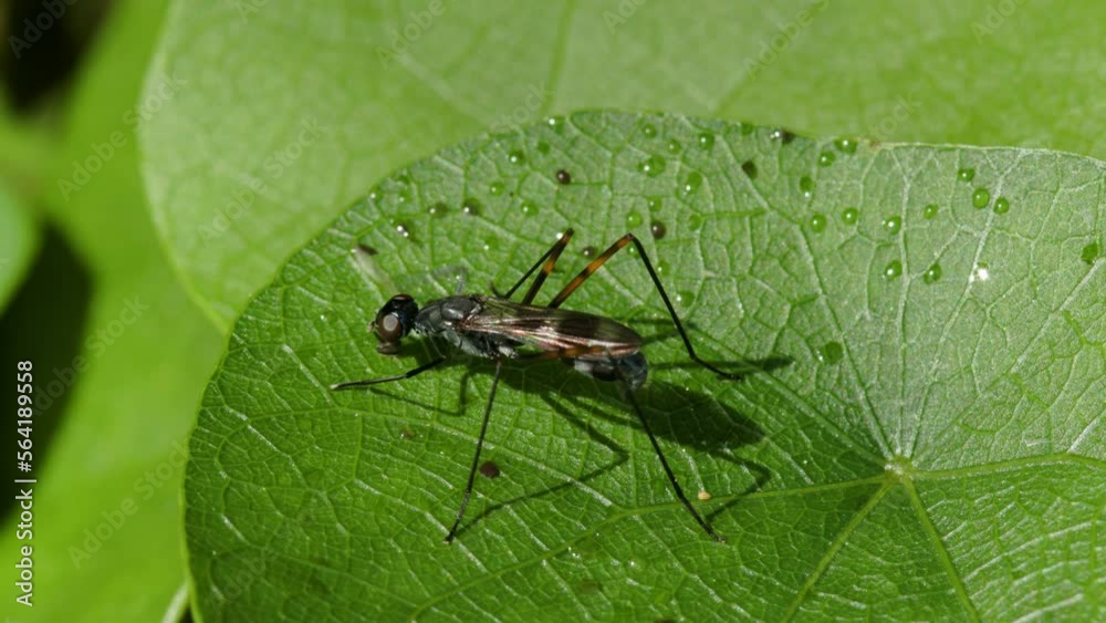 A fruit fly (fungus gnats) with black and white stripes swipes its legs
