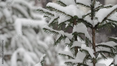 Snowfall Covers Spruce Branches in Winter Scene