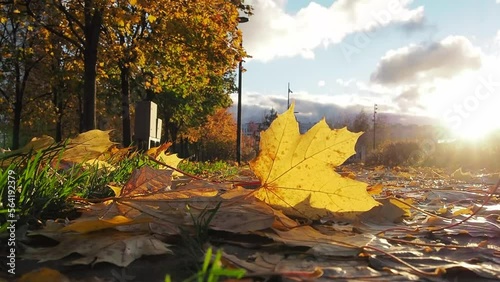 Maple leaf rests on ground in a sunlit park, surrounded by fallen leaves. Bright autumn colors and gentle wind create a serene seasonal atmosphere during a sunny day.