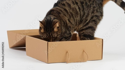Curious tabby cat playfully explores a cardboard box, capturing its attention and sparking a moment of feline fun. The scene highlights the playful nature and curiosity of cats