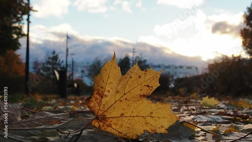 Maple Leaf Swaying in Autumn Breeze, Low Angle View