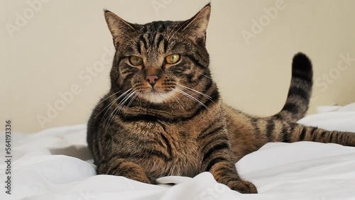 Calm tabby cat comfortably lying on a soft bed, gently wagging its tail. The cat's expression conveys a mix of curiosity and relaxation, while it rests in a cozy environment.