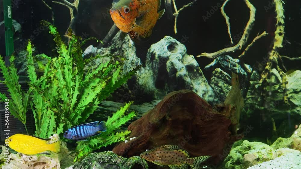 Beautiful fish swimming in the aquarium. Natural Background. Beautiful fish swimming in the aquarium. Natural Background.