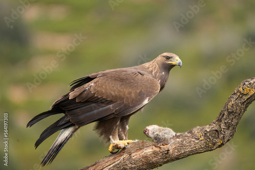 young eagle with prey © ROBER