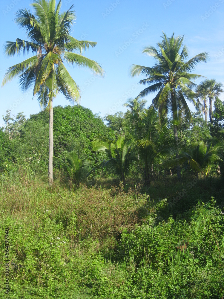 palm trees in the forest