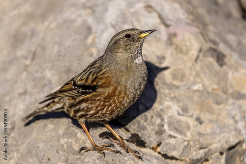 Alpine Accentor (Punella collaris) on rocks in the Southern Alps of France