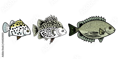 Fish life cycle. Sequence of stages of development of seawater fish from babies to adults. vector illustration