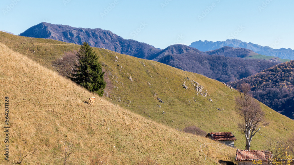 alpine landscape with a free galloping horse alpine landscape with a free galloping horse